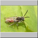 Nomada fabriciana - Wespenbiene m01.jpg